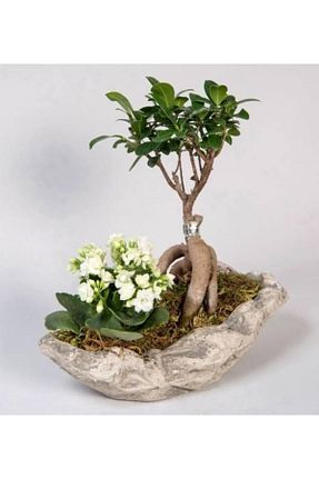 گیاهان داخل ساختمان Genel Markalar - کد 214955499