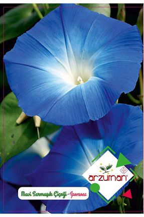 بذر و گیاه Arzuman Tohum - کد 67867519