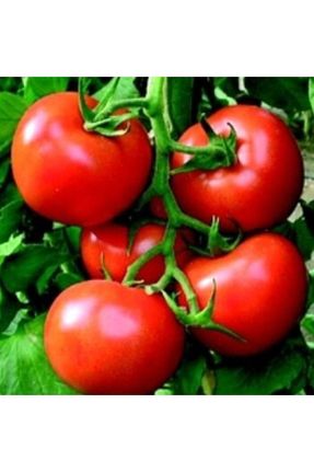 سبزی domatta - کد 234003889