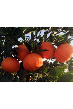 نهال میوه پیوندی Doğan Fidancılık - کد 239293357