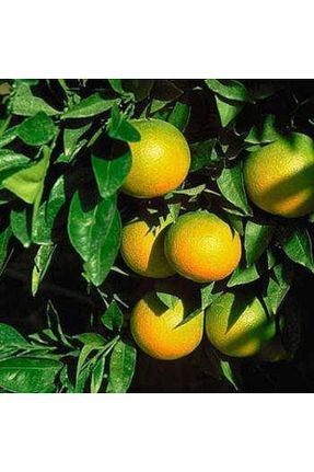 نهال میوه پیوندی Doğan Fidancılık - کد 239293282