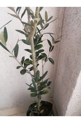 نهال میوه پیوندی ZEYTİN - کد 263196705