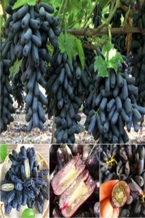 نهال میوه پیوندی E-fidancim - کد 58730596