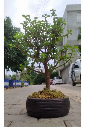 گیاهان داخل ساختمان doğagarden - کد 338697821