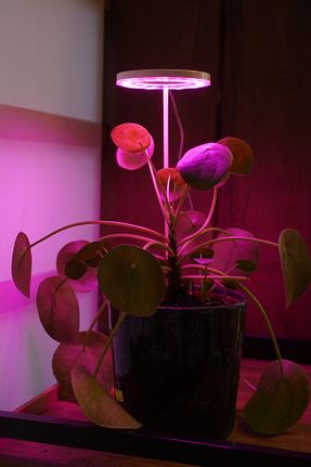 چراغ LED صورتی ORİONLED - کد 366561118