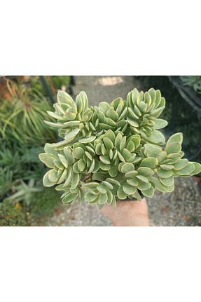 تراریوم و ساکولنت PLANTİS BOTANİK - کد 371347582
