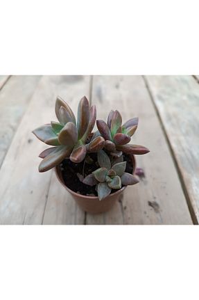 تراریوم و ساکولنت PLANTİS BOTANİK - کد 372683485