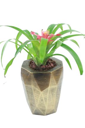 گلدان طلائی Stein Kohle - کد 373540589