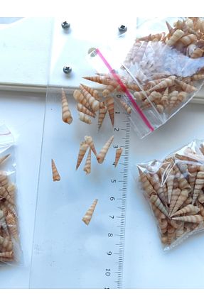 دکوراسیون و اکسسوری اکواریوم Seashell Rio - کد 374031643