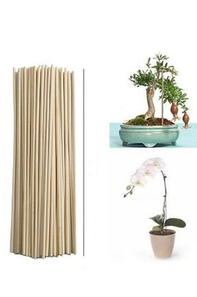 گلدان بژ canlipetshop - کد 376862946
