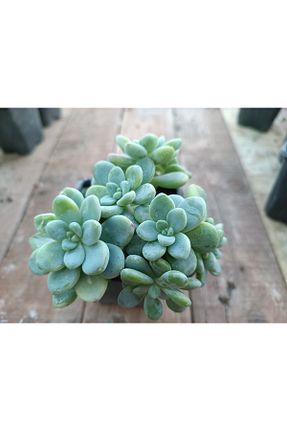 تراریوم و ساکولنت PLANTİS BOTANİK - کد 376821776