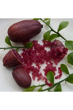 نهال میوه پیوندی fidanpaketim - کد 377379091