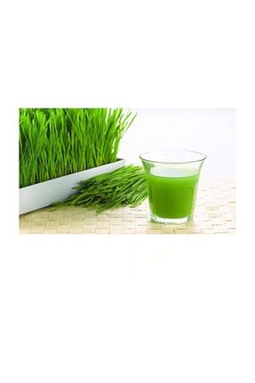بذرها Çim Tohumu Akgün Tarım - کد 377295245