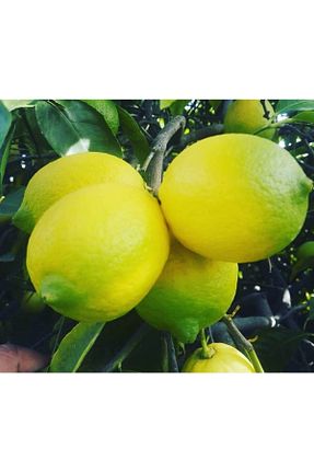 نهال میوه پیوندی Uzunlar Fidancılık - کد 67833869