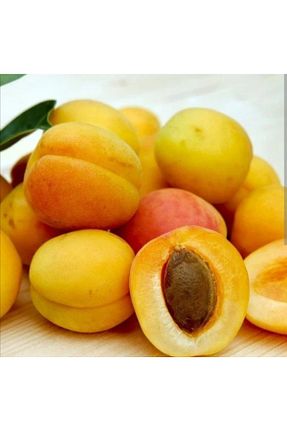 نهال میوه پیوندی Doğan Fidancılık - کد 438195553