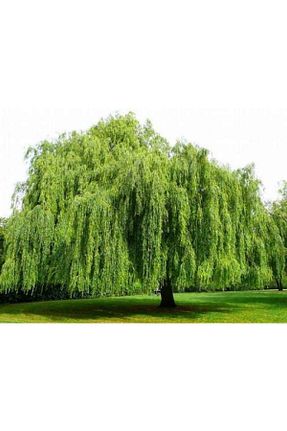 نهالها Gloria - کد 450674534