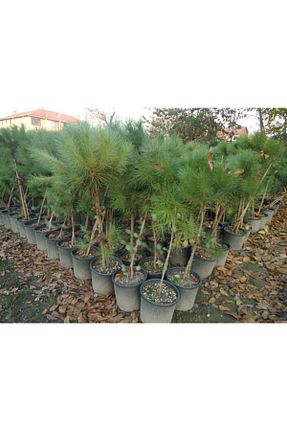  YAĞMUR BOTANİK - کد 82676433