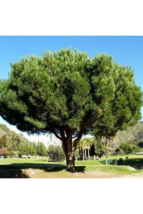  YAĞMUR BOTANİK - کد 82676433