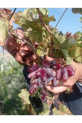 نهال میوه پیوندی Genel Markalar - کد 471532031
