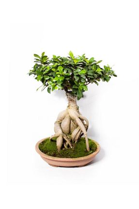 گیاهان داخل ساختمان Cemre Garden - کد 83645761