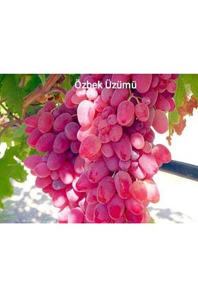 نهال میوه پیوندی Üzüm - کد 475217985