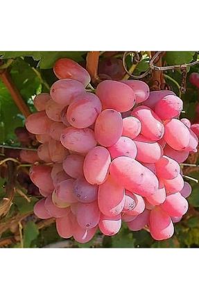 نهال میوه پیوندی Üzüm - کد 475217985