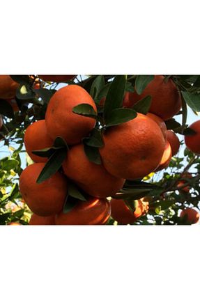 نهال میوه پیوندی Doğan Fidancılık - کد 376987498