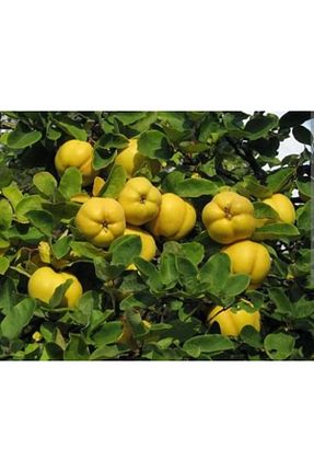 نهال میوه پیوندی Doğan Fidancılık - کد 532570566