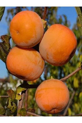 نهال میوه پیوندی Doğan Fidancılık - کد 533597702