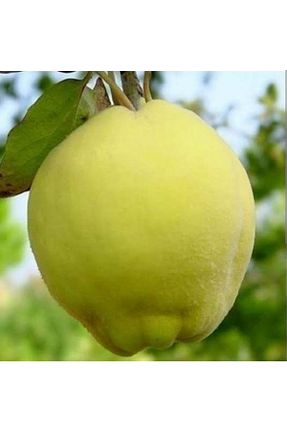 نهال میوه پیوندی Doğan Fidancılık - کد 545073637