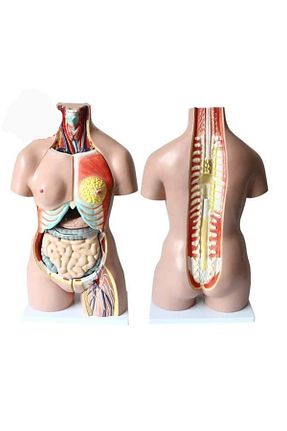 ماکت MAXİ - کد 652383650