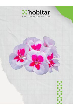 بذرها Çiçek Tohumu Genta - کد 672385180
