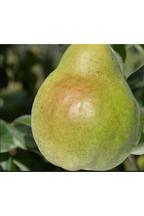 نهال میوه پیوندی ahalfidan - کد 679757171