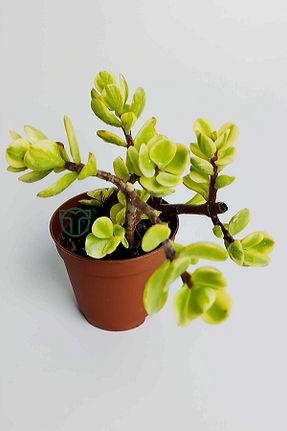 تراریوم و ساکولنت Toptan Kaktüs - کد 685493621