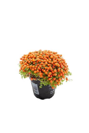 گیاهان داخل ساختمان FİDEİSTE - کد 691320416