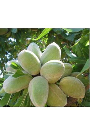 نهال میوه پیوندی Doğan Fidancılık - کد 239293299