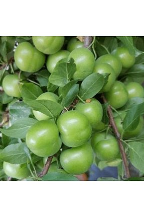 نهال میوه پیوندی fidanpaketim - کد 739246964