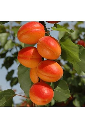نهال میوه پیوندی fidanpaketim - کد 739304951