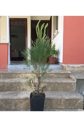 نهال میوه پیوندی Fidan Sahası - کد 38786403