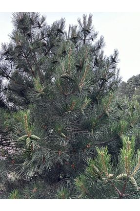 تزئینات کریسمس طوسی Dekorix - کد 68664928