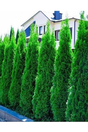 نهال میوه پیوندی DOĞA FİDANCILIK - کد 744600689