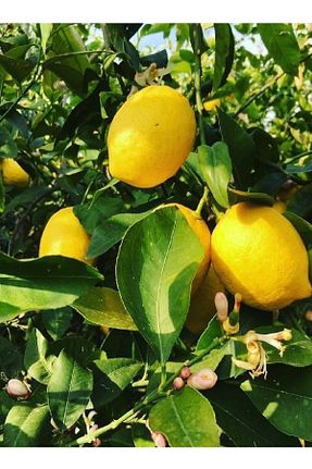 نهال میوه پیوندی DOĞA FİDANCILIK - کد 745403361