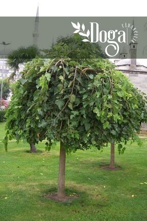 نهال میوه پیوندی DOĞA FİDANCILIK - کد 745325758