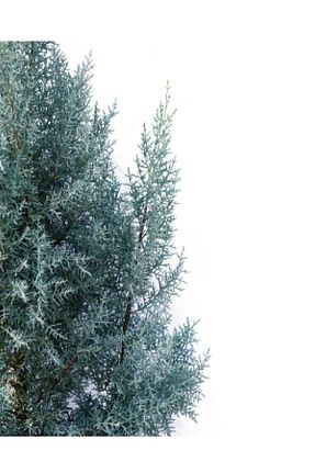 نهال میوه پیوندی DOĞA FİDANCILIK - کد 746928813