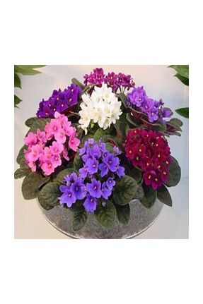 گلدان بنفش SalonBitkileri - کد 94672959