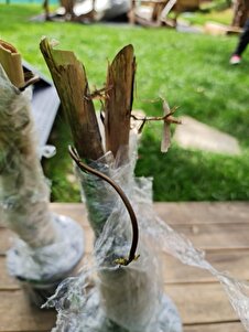 Müşteri yorumu görseli