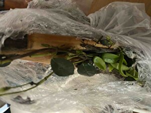 Müşteri yorumu görseli