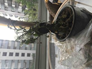 Müşteri yorumu görseli