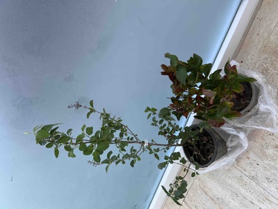 Müşteri yorumu görseli