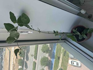 Müşteri yorumu görseli